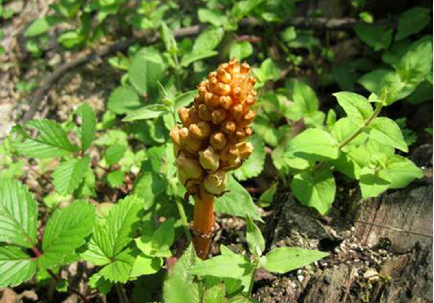 天麻- 2020年最新商品信息聚合專區(qū) - 愛(ài)采購(gòu)