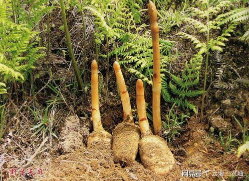 讓農(nóng)民沒(méi)有難賣(mài)的產(chǎn)品 三農(nóng)通助力彝良農(nóng)貨出山