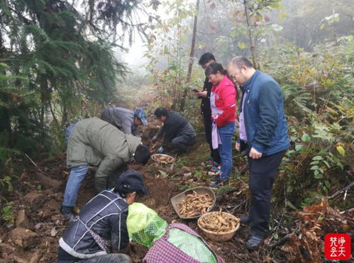 德江天麻迎來豐收季