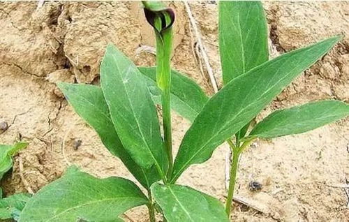 一年就可以賣錢的藥材,種植周期短風(fēng)險(xiǎn)小回報(bào)高平均畝收入1萬(wàn)元,你知道有哪幾種