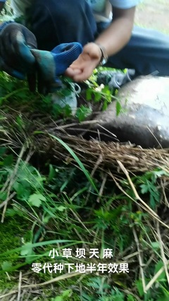 馨晨天麻經(jīng)營(yíng)部