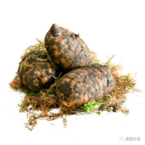 有料 冬季滋補食材到貨,集美們安排起來